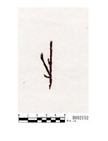 藏品(大葉鳳尾苔)的圖片